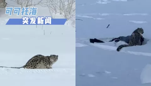 可可西里