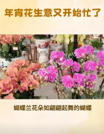 年宵花生意忙