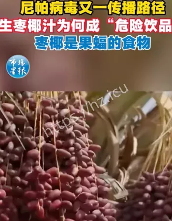 生枣椰汁危险